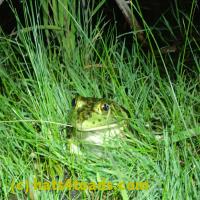 /home//u458753944/public_html/sourcegallery//Frogs/More bullfrogs/P6080149.JPG